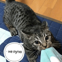Котик Цмок
