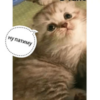 Котик Цмок