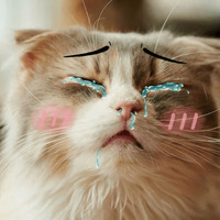Котик Цмок