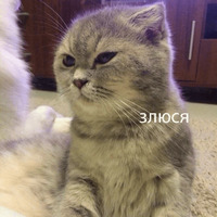Котик Цмок