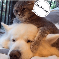 Котик Цмок