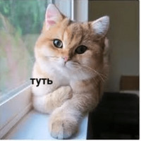 Котик Цмок