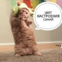 Котик Цмок
