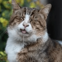 Котик Цмок