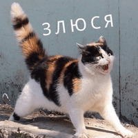 Котик Цмок