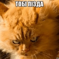 Котик Цмок