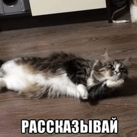 Котик Цмок