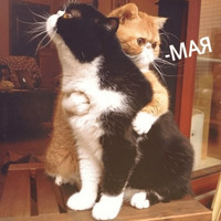 Котик Цмок
