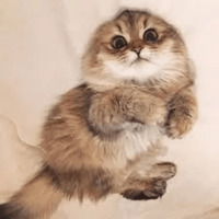 Котик Цмок