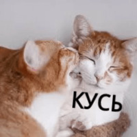 Котик Цмок
