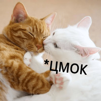 Котик Цмок