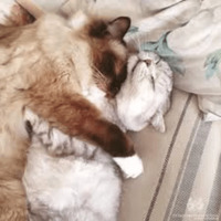 Котик Цмок