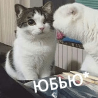 Котик Цмок