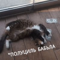Котик Цмок