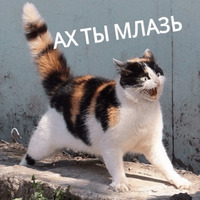 Котик Цмок