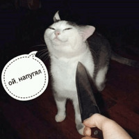 Котик Цмок