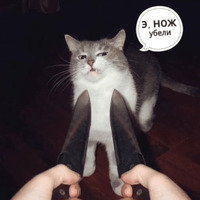 Котик Цмок