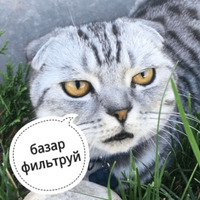 Котик Цмок
