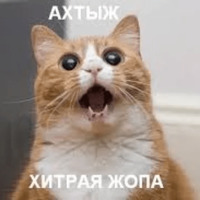 Котик Цмок
