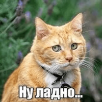 Котик Цмок
