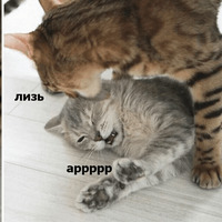 Котик Цмок