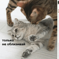 Котик Цмок