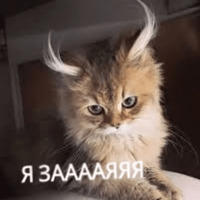 Котик Цмок