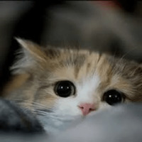 Котик Цмок
