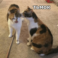Котик Цмок 2