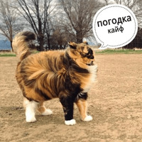 Котик Цмок 2