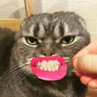 Котик Цмок 2