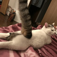 Котик Цмок 2