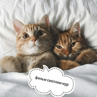 Котик Цмок 2