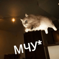 Котик Цмок 2