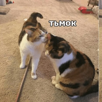 Котик Цмок 2