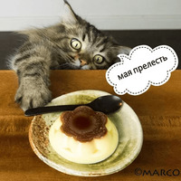 Котик Цмок 2