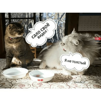 Котик Цмок 2