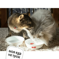 Котик Цмок 2