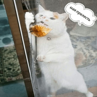 Котик Цмок 2