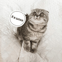 Котик Цмок 2