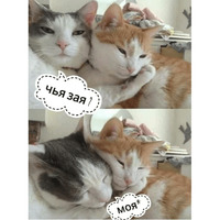 Котик Цмок 2