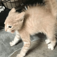 Котик Цмок 2