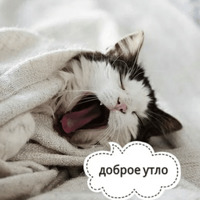 Котик Цмок 2