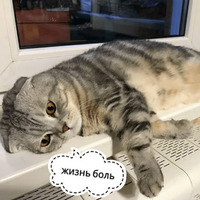 Котик Цмок 2