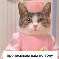 Котик Цмок 2