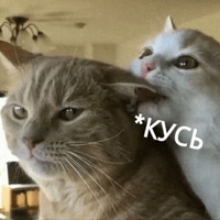 Котик Цмок 2