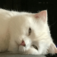 Котик Цмок 2