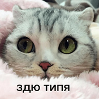 Котик Цмок 2