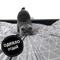 Котик Цмок 2