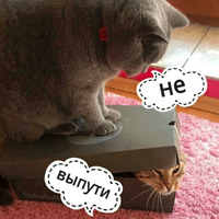 Котик Цмок 2